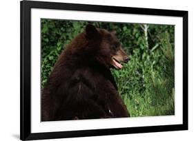 Black Bear-W. Perry Conway-Framed Photographic Print