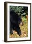 Black Bear-null-Framed Photographic Print