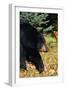 Black Bear-null-Framed Photographic Print