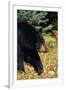 Black Bear-null-Framed Photographic Print