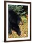 Black Bear-null-Framed Photographic Print