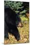 Black Bear-null-Mounted Photographic Print