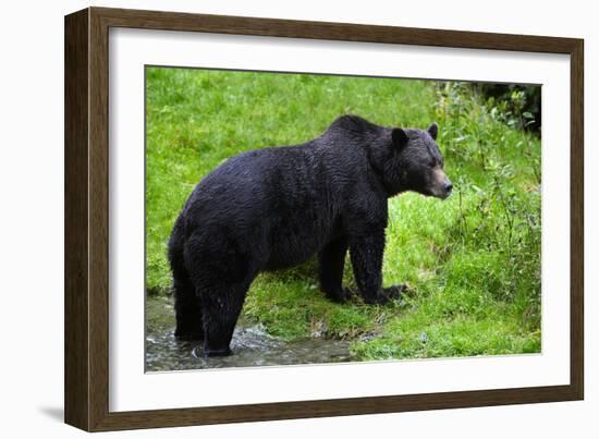 Black Bear-null-Framed Photographic Print