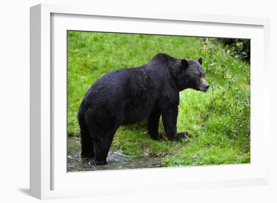 Black Bear-null-Framed Photographic Print