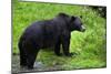 Black Bear-null-Mounted Photographic Print