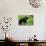 Black Bear-null-Photographic Print displayed on a wall