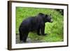 Black Bear-null-Framed Photographic Print