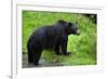 Black Bear-null-Framed Photographic Print