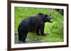 Black Bear-null-Framed Photographic Print