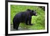 Black Bear-null-Framed Photographic Print