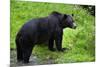 Black Bear-null-Mounted Photographic Print