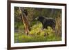 Black Bear-Bruce Miller-Framed Giclee Print