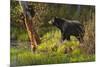 Black Bear-Bruce Miller-Mounted Giclee Print