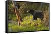 Black Bear-Bruce Miller-Framed Stretched Canvas