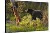 Black Bear-Bruce Miller-Stretched Canvas