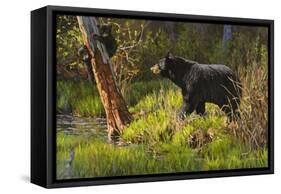 Black Bear-Bruce Miller-Framed Stretched Canvas