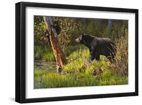 Black Bear-Bruce Miller-Framed Giclee Print