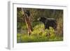 Black Bear-Bruce Miller-Framed Giclee Print