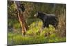 Black Bear-Bruce Miller-Mounted Giclee Print