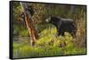 Black Bear-Bruce Miller-Framed Stretched Canvas