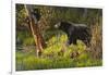 Black Bear-Bruce Miller-Framed Giclee Print