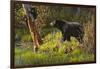 Black Bear-Bruce Miller-Framed Giclee Print