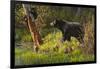 Black Bear-Bruce Miller-Framed Giclee Print