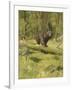 Black Bear-Oliver Kemp-Framed Art Print