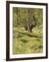 Black Bear-Oliver Kemp-Framed Art Print