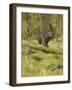 Black Bear-Oliver Kemp-Framed Art Print