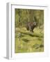 Black Bear-Oliver Kemp-Framed Art Print