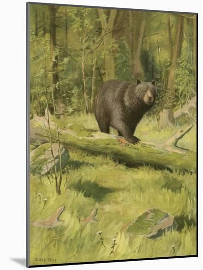 Black Bear-Oliver Kemp-Mounted Art Print