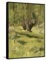 Black Bear-Oliver Kemp-Framed Stretched Canvas
