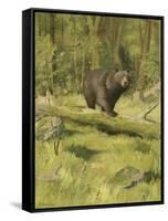 Black Bear-Oliver Kemp-Framed Stretched Canvas