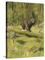 Black Bear-Oliver Kemp-Stretched Canvas