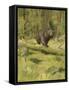 Black Bear-Oliver Kemp-Framed Stretched Canvas