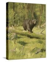 Black Bear-Oliver Kemp-Stretched Canvas