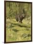 Black Bear-Oliver Kemp-Framed Art Print