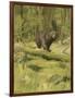 Black Bear-Oliver Kemp-Framed Art Print