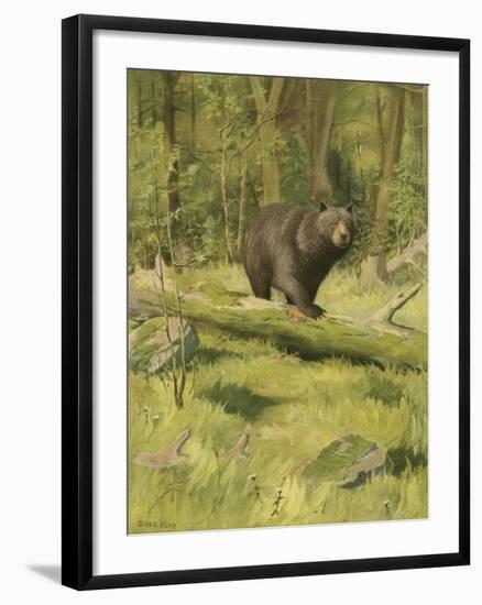 Black Bear-Oliver Kemp-Framed Art Print