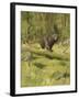 Black Bear-Oliver Kemp-Framed Art Print