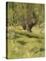 Black Bear-Oliver Kemp-Stretched Canvas