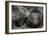 Black Bears NCZ 17 1-Robert Michaud-Framed Giclee Print