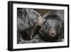 Black Bears NCZ 17 1-Robert Michaud-Framed Giclee Print