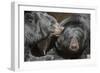 Black Bears NCZ 17 1-Robert Michaud-Framed Giclee Print