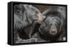 Black Bears NCZ 17 1-Robert Michaud-Framed Stretched Canvas