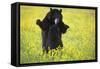 Black Bears Playing-W. Perry Conway-Framed Stretched Canvas