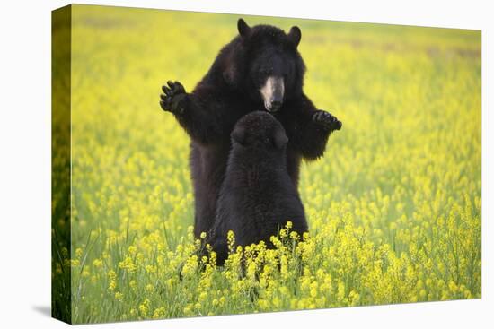 Black Bears Playing-W. Perry Conway-Stretched Canvas