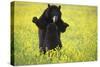 Black Bears Playing-W. Perry Conway-Stretched Canvas