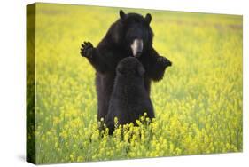 Black Bears Playing-W. Perry Conway-Stretched Canvas